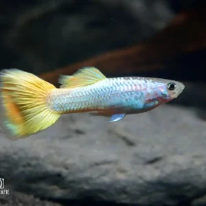 Guppy Yellow German (Poecilia reticulata var.) Direktkauf
